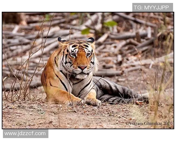 英国足球明星老虎的传奇故事与辉煌成就揭秘